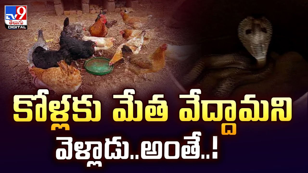 కోళ్లకు మేత వేద్దామని వెళ్లాడు.. అంతే.. ఒక్క దెబ్బకి..