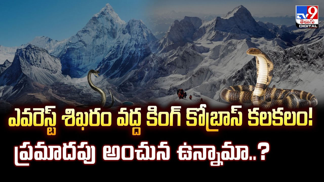 ఎవరెస్ట్ శిఖరం వద్ద కింగ్ కోబ్రాస్ కలకలం! ప్రమాదపు అంచున ఉన్నామా..?