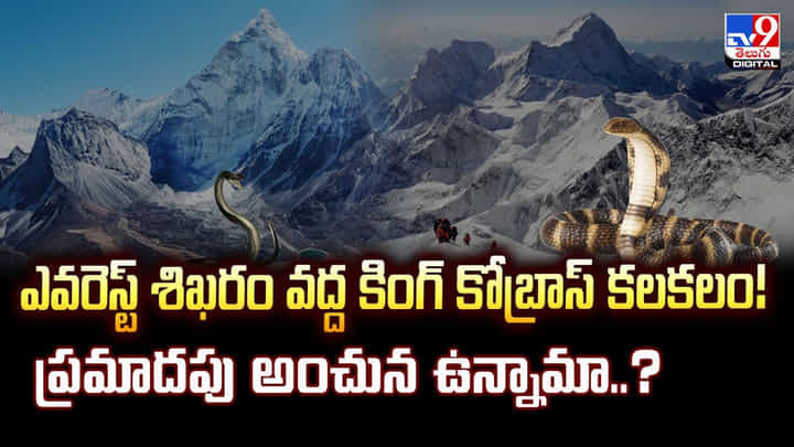 ఎవరెస్ట్ శిఖరం వద్ద కింగ్ కోబ్రాస్ కలకలం! ప్రమాదపు అంచున ఉన్నామా..? ఎవరెస్ట్ శిఖరం వద్ద కింగ్ కోబ్రాస్ కలకలం! ప్రమాదపు అంచున ఉన్నామా..?