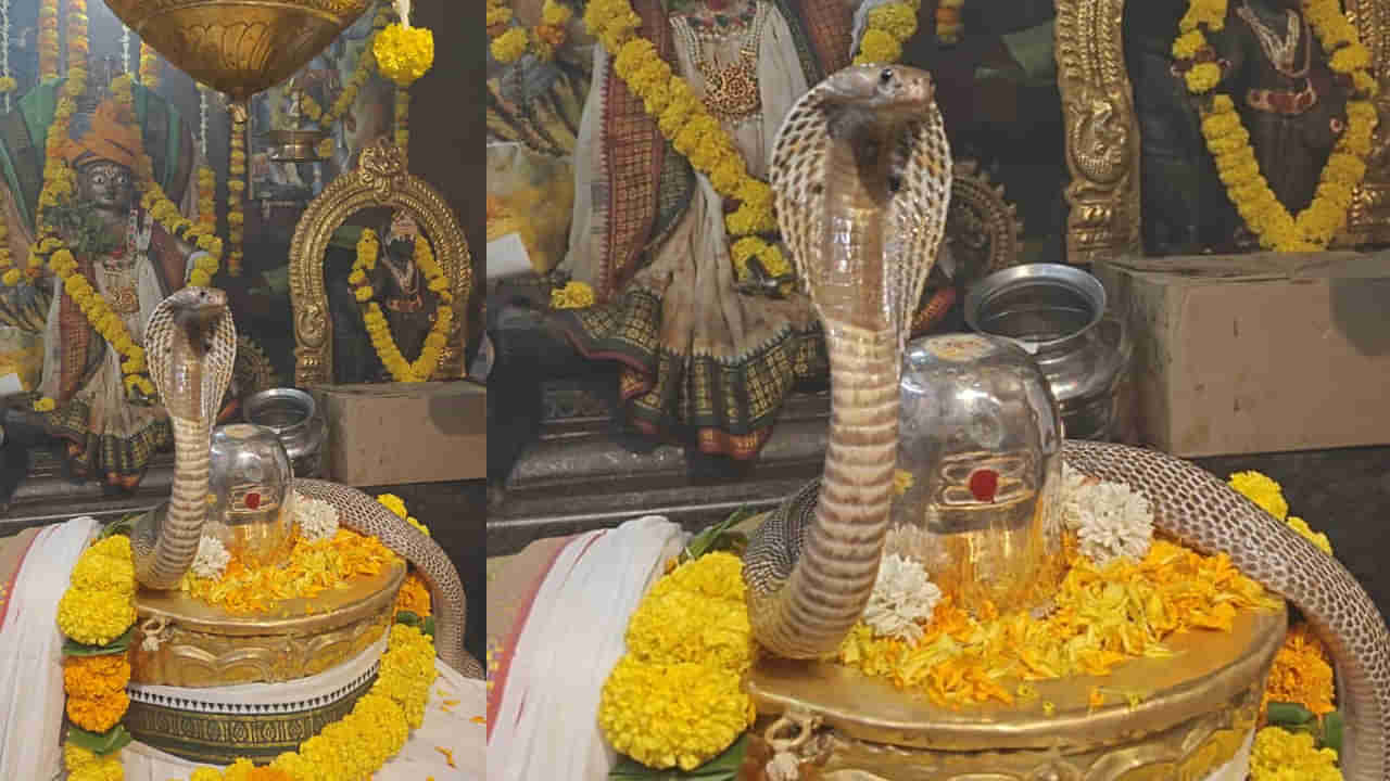 Andhra: సమ్మోహన దృశ్యం - ఏకంగా గంట పాటు శివలింగాన్ని చుట్టుకుని దర్శనమిచ్చిన నాగుపాము
