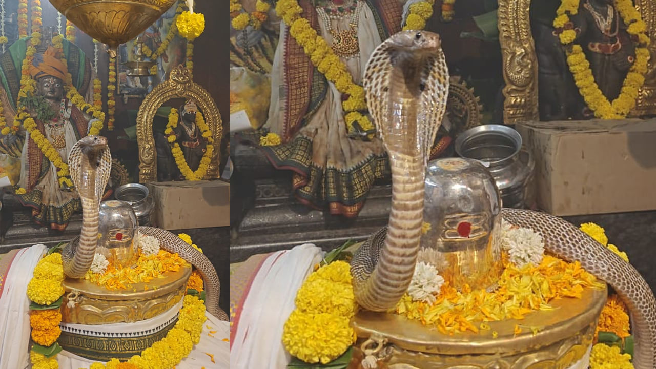 Andhra: సమ్మోహన దృశ్యం - ఏకంగా గంట పాటు శివలింగాన్ని చుట్టుకుని దర్శనమిచ్చిన నాగుపాము