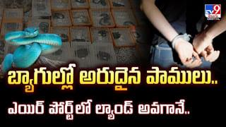 పాములను పట్టి అడవిలో వదులుదామని వెళ్లిన స్నేక్‌ క్యాచర్‌కు ఊహించని షాక్‌