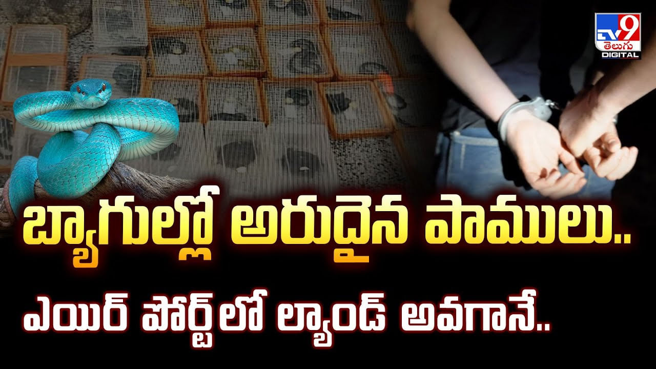 బ్యాగుల్లో అరుదైన పాములు.. ఎయిర్‌ పోర్ట్‌ లో ల్యాండ్‌ అవగానే