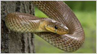 వర్షంతో పాటు ఉరుములు, మెరుపులా.. తప్పకుండా ఈ టిప్స్ పాటించండి!