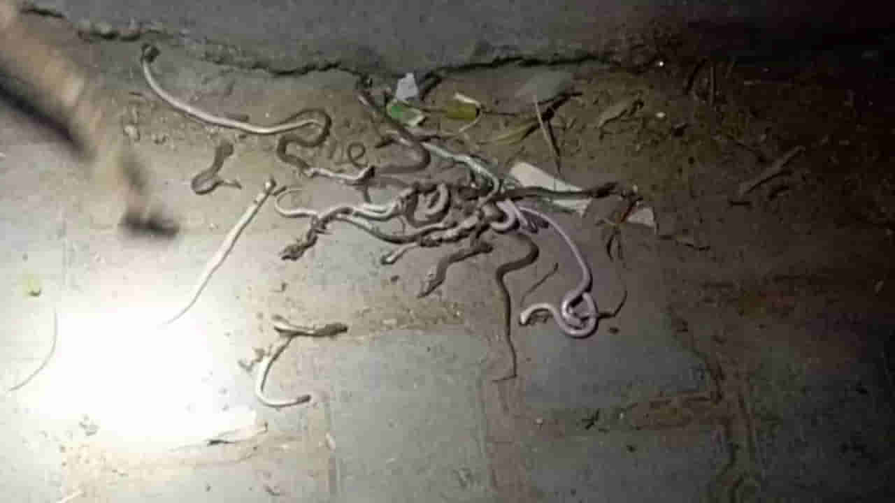 Viral: ఏమైనా దండయాత్రకు దిగాయా ఏంటి.. ఒకదాని వెంట ఒకటి.. కుప్పలు తెప్పలుగా