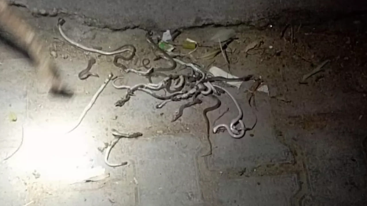 Viral: ఏమైనా దండయాత్రకు దిగాయా ఏంటి.. ఒకదాని వెంట ఒకటి.. కుప్పలు తెప్పలుగా