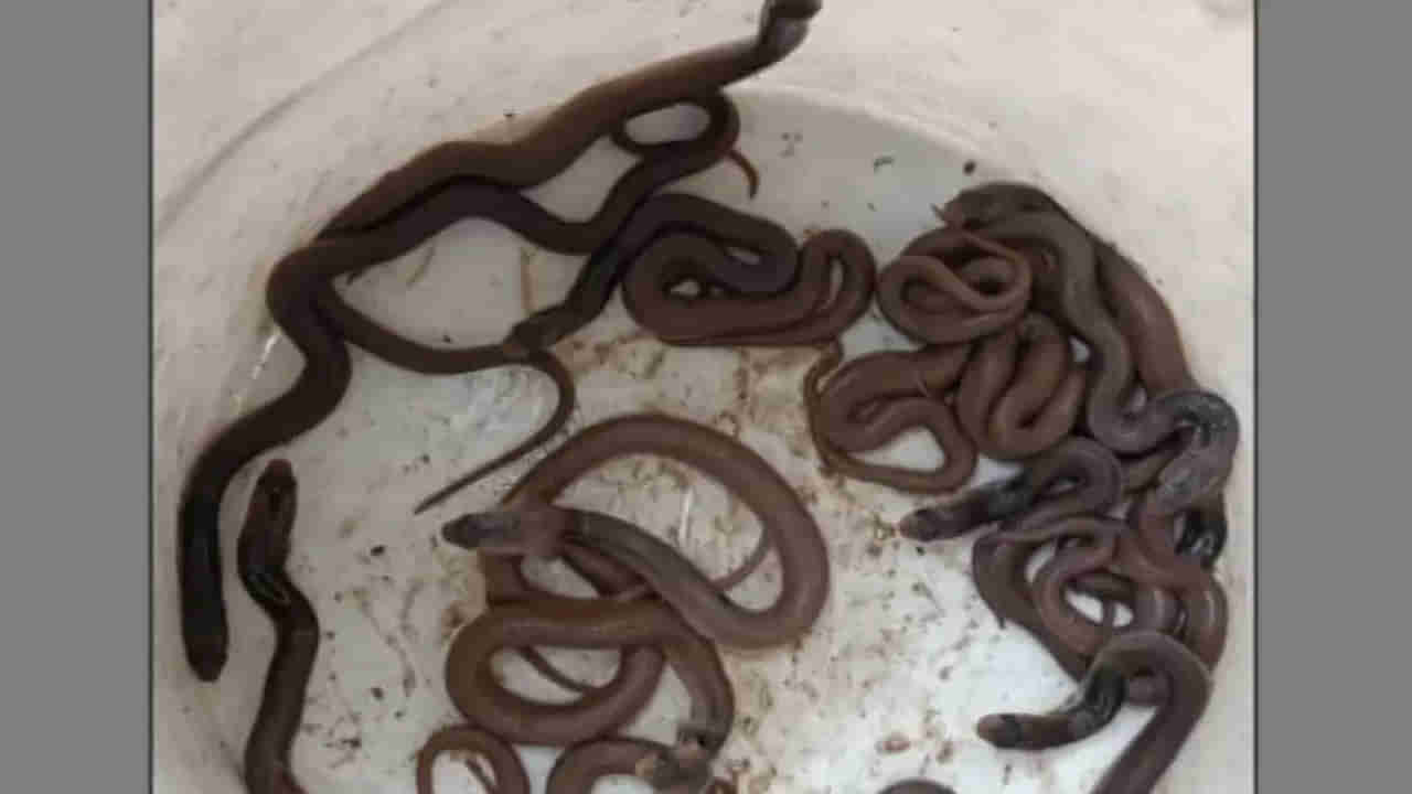 Viral: గేదెల షెడ్‌లో నుంచి చప్పుళ్లు.. ఏంటా అని వెళ్లి చూడగా...