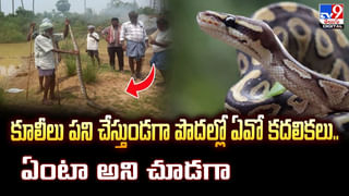 పర్యాటకులను ఆకర్షించిన సింహాల జంట.. వీరూ మరణంతో ఒంటరైన జై..!