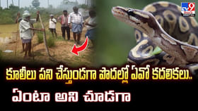 కూలీలు పని చేస్తుండగా పొదల్లో ఏవో కదలికలు.. ఏంటా అని చూడగా కూలీలు పని చేస్తుండగా పొదల్లో ఏవో కదలికలు.. ఏంటా అని చూడగా