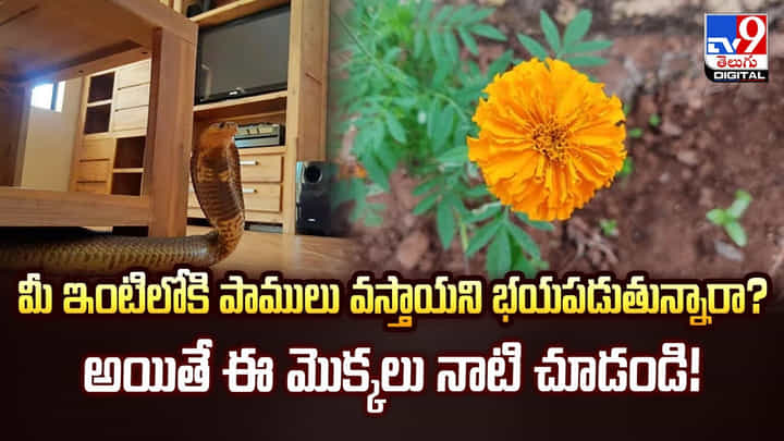 మీ ఇంటిలోకి పాములు వస్తాయని భయపడుతున్నారా? ఈ మొక్కలు నాటి చూడండి! మీ ఇంటిలోకి పాములు వస్తాయని భయపడుతున్నారా? ఈ మొక్కలు నాటి చూడండి!