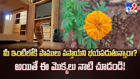 మీ ఇంటిలోకి పాములు వస్తాయని భయపడుతున్నారా? ఈ మొక్కలు నాటి చూడండి! మీ ఇంటిలోకి పాములు వస్తాయని భయపడుతున్నారా? ఈ మొక్కలు నాటి చూడండి!