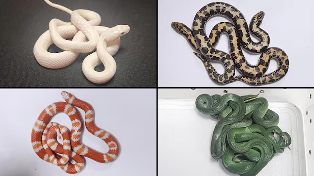 Snakes