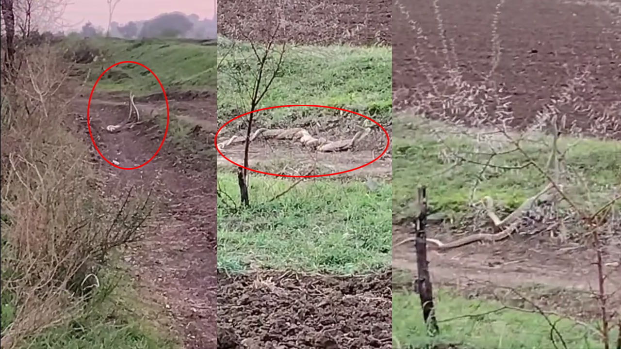 Nirmal: బాబోయ్.. ఈ షాకింగ్ సీన్ చూశారా..? పంట పొలంలో 2 పాములు పెనవేసుకుని..