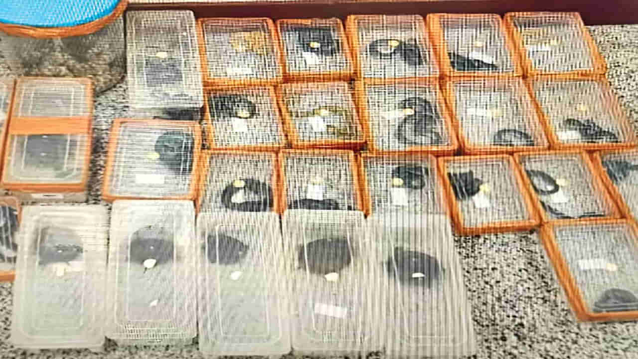 Hyderabad: బ్యాంకాక్ నుంచి బ్యాగుల్లో అరుదైన పాములు.. ఎయిర్‌ పోర్ట్‌ లో ల్యాండ్‌ అవగానే..