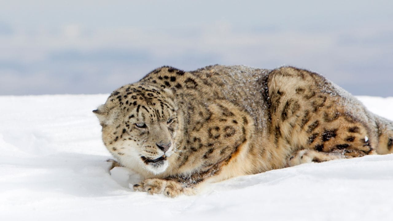 స్నో లియోపర్డ్.. ఈ చిరుత జమ్మూ కాశ్మీర్, హిమాచల్ ప్రదేశ్, సిక్కిం, అరుణాచల్ ప్రదేశ్‌ లలో కనిపిస్తుంది. ఈ జంతువు కొండలు, రాతి ప్రాంతాలను ఎక్కువగా ఇష్టపడుతుంది. పై నుండి వేటపైన దాడి చేయడంలో మంచు చిరుతలకు మంచి నైపుణ్యం ఉంది. పరిమాణంలో ఇది చిన్నదే అయినా శక్తిలో తక్కువ కాదు. ఇది సుమారు 2 అడుగుల ఎత్తు కలిగి ఉంటుంది. బరువు 35 నుంచి 55 కిలోల మధ్య ఉంటుంది. ఇది ఎక్కువగా మంచుతో కప్పబడ్డ అడవుల్లో జీవిస్తుంది.