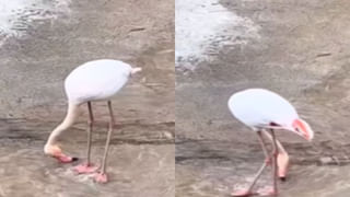 Viral: హెల్త్ చెకప్ కోసం ఆస్పత్రికి 73 ఏళ్ల వృద్ధురాలు – CT స్కాన్ తీసి స్టన్ అయిన వైద్యులు