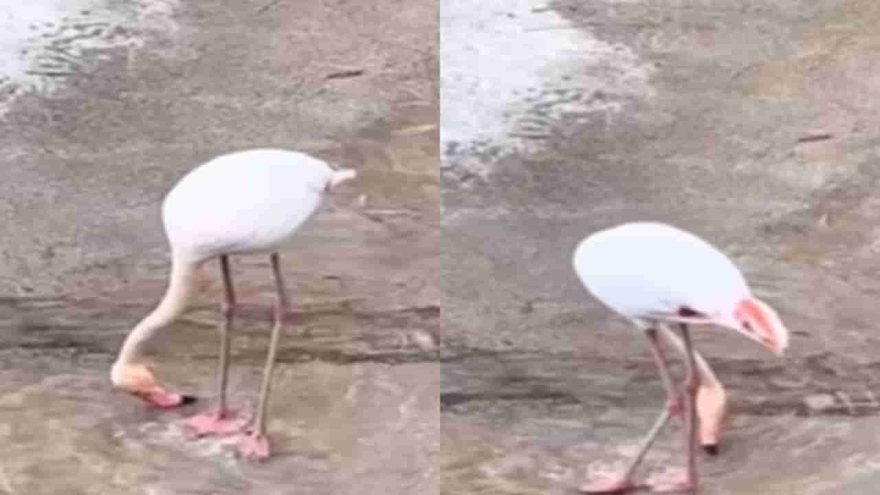 Watch: రాజస్థానీ పాటకు హంస డ్యాన్స్.. వీడియో చూస్తే ఫిదా అవ్వాల్సిందే..