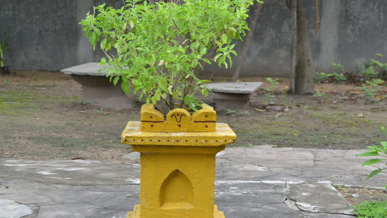 వాస్తు శాస్త్రం ప్రకారం, తులసి మొక్కను సానుకూల శక్తికి మూలంగా పరిగణిస్తారు. ఇంటి ప్రాంగణంలో తులసి మొక్క ఉంటే, ప్రతికూల శక్తి తొలగిపోతుంది. అలాగే, ఇంట్లో సానుకూల శక్తి తిరుగుతుంది. ఇంట్లో వాతావరణం స్వచ్ఛంగా ప్రశాంతంగా ఉంటుంది కొందరు నమ్ముతారు.
