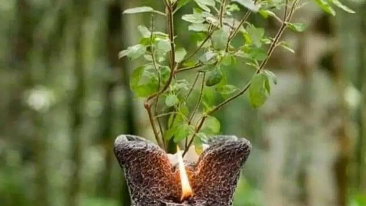 పురాణాల ప్రకారం, ఇంటి ఆవరణలో తులసి మొక్కను నాటడం వలన వారు గత జన్మలో చేసిన పాపాలు నశించి మోక్షాన్ని పొందే అవకావం ఉందని కూడా కొందరు నమ్ముతారు.
