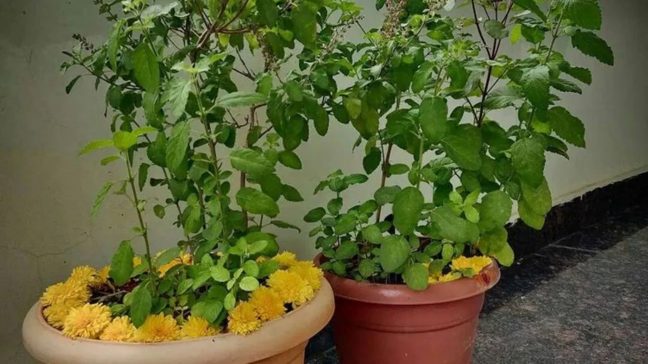 ఈ తులసి మొక్కలు  ఔషధ గుణాలను కూడా కలిగి ఉంటాయి. కాబట్టి తులసిని ఆయుర్వేదంలో  అమృతంగా భావిస్తారు. ఇంట్లో తులసి మొక్క ఉండటం వల్ల వాతావరణం స్వచ్ఛంగా ఉంటుంది. తులసి ఆకులు తినడం వల్ల అనేక వ్యాధులు నయమవుతాయిని ఆరోగ్య నిపుణులు కూడా చెబుతారు. 
