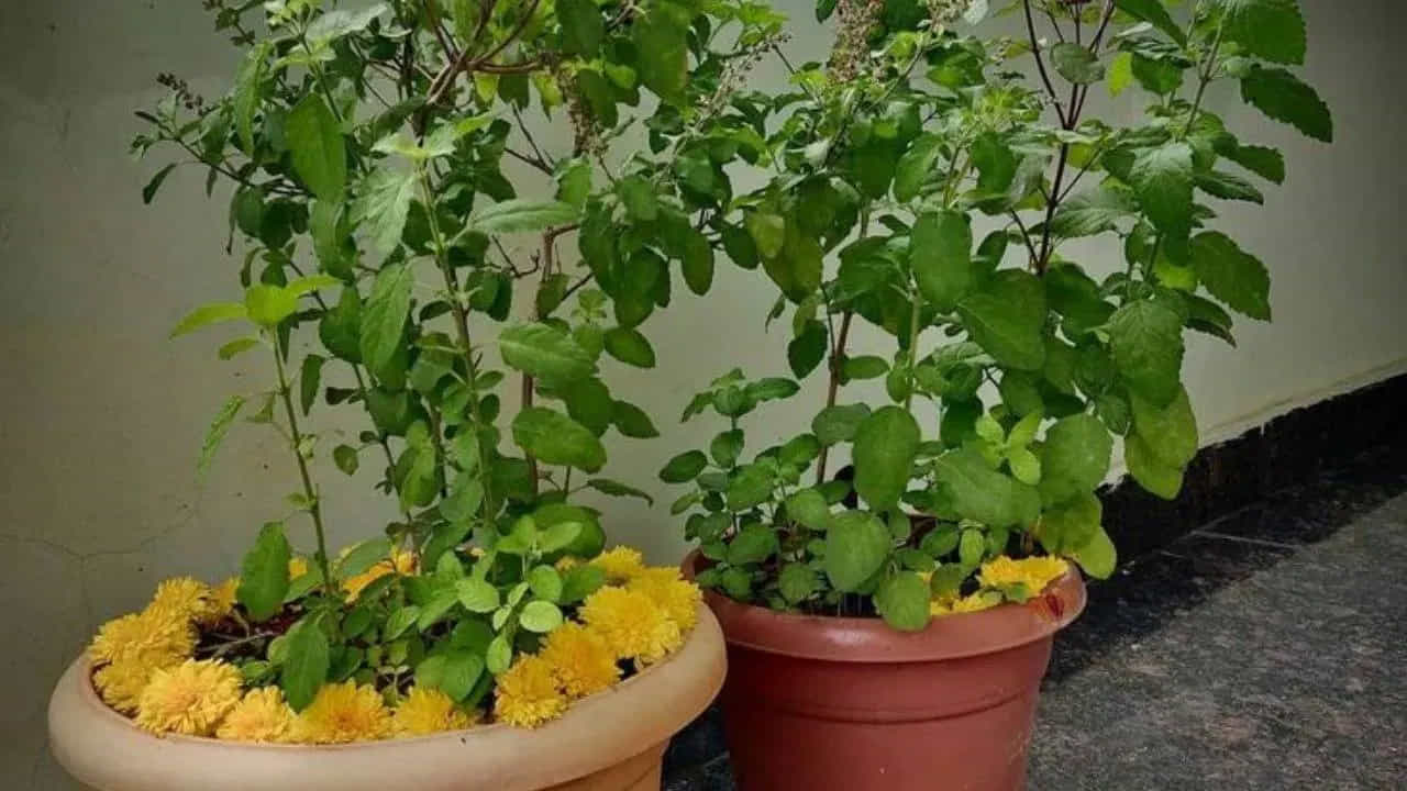 ఈ తులసి మొక్కలు ఔషధ గుణాలను కూడా కలిగి ఉంటాయి. కాబట్టి తులసిని ఆయుర్వేదంలో అమృతంగా భావిస్తారు. ఇంట్లో తులసి మొక్క ఉండటం వల్ల వాతావరణం స్వచ్ఛంగా ఉంటుంది. తులసి ఆకులు తినడం వల్ల అనేక వ్యాధులు నయమవుతాయిని ఆరోగ్య నిపుణులు కూడా చెబుతారు.