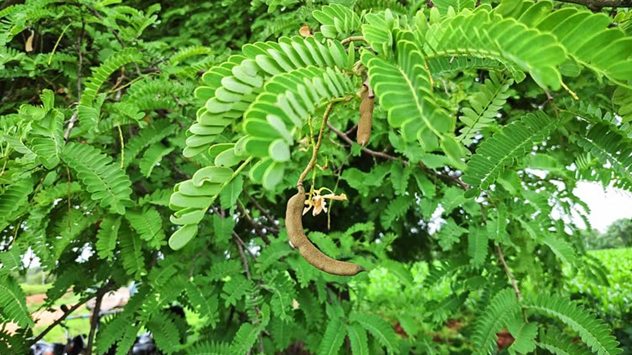 మధుమేహం ఉన్నవారు చింత ఆకులను తమ ఆహారంలో చేర్చుకోవడం ద్వారా శరీరంలోని గ్లూకోజ్ స్థాయిలను నియంత్రించవచ్చు. రక్తంలో చక్కెర స్థాయిలను స్థిరంగా ఉంచుతాయి. చింత ఆకులు శరీరానికి ఉత్తేజాన్నిచ్చే లక్షణాలను కలిగి ఉంటాయి. రక్తహీనత, అలసట వల్ల కలిగే వ్యాధుల నుండి ఉపశమనం కలిగిస్తాయి.