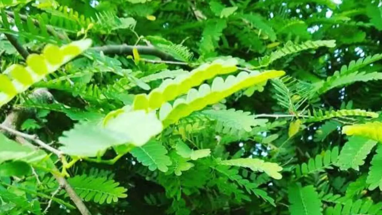 చింతపండు ఆకులలో విటమిన్ సి  పుష్కలంగా ఉంటుంది. ఇది శరీరంలో విటమిన్ సి లోపం వల్ల కలిగే ఇన్ఫెక్షన్లను నివారించడంలో సహాయపడుతుంది. గాయాలు లేదా చర్మ వ్యాధులపై చింతపండు ఆకుల రసాన్ని పూయడం వల్ల అవి త్వరగా నయం అవుతాయి. దీని యాంటీసెప్టిక్ లక్షణాలు చర్మంపై రక్షణ కవచంగా పనిచేస్తాయి.