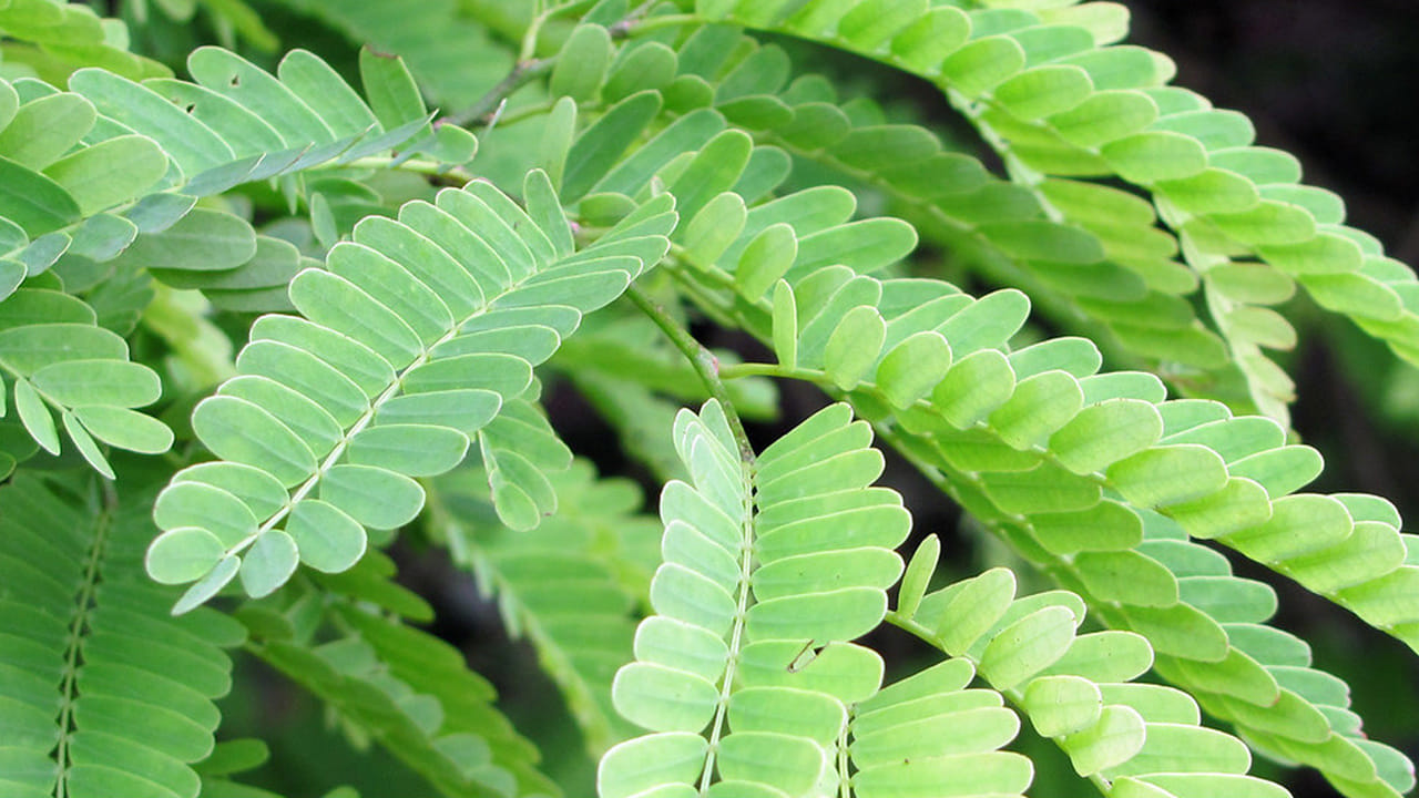 ఈ ఆకుల రసం తీసుకోవడం వల్ల పాలిచ్చే తల్లులలో పాల ఉత్పత్తి పెరుగుతుంది. పాల నాణ్యత కూడా మెరుగుపడుతుంది. చింత చెట్టు ఆకులు మూత్రపిండాల ఆరోగ్యానికి కూడా చాలా ఉపయోగకరంగా ఉంటాయి. ఈ ఆకులు మూత్ర నాళాన్ని శుభ్రంగా ఉంచడంలో సహాయపడతాయి.