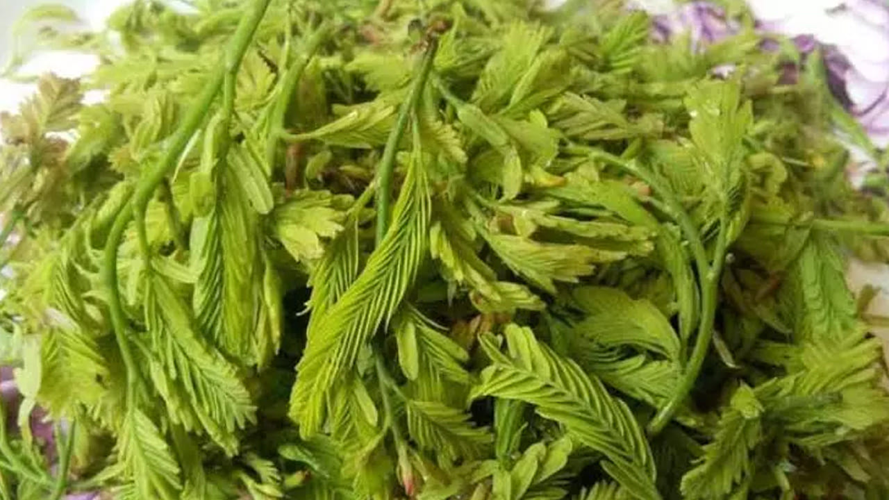 అంతేకాదు చింతపండు ఆకులో ఉండే యాంటీ హైపర్‌టెన్సివ్ గుణాలు రక్తపోటును అదుపులో ఉంచుతాయి. చింత ఆకుల రసం తీసుకోవడం వల్ల శరీరంలోని జీర్ణ సమస్యలను తొలగించడానికి సమర్థవంతమైన ఔషధంగా పనిచేస్తుంది. ఇది ఫైబర్ జీర్ణక్రియ ప్రక్రియను బాగా ఉంచుతుంది. తరచుగా ఆకలి సమస్య తగ్గుతుంది. 