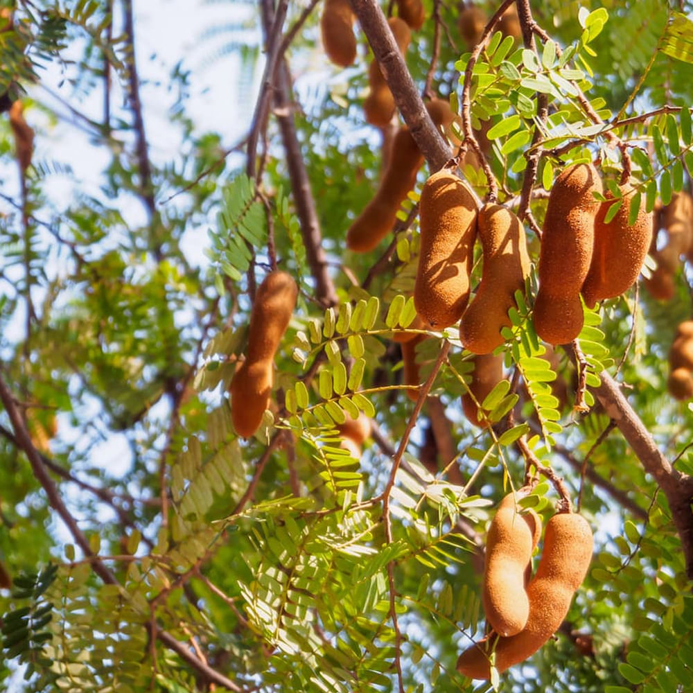 Tamarind Tree