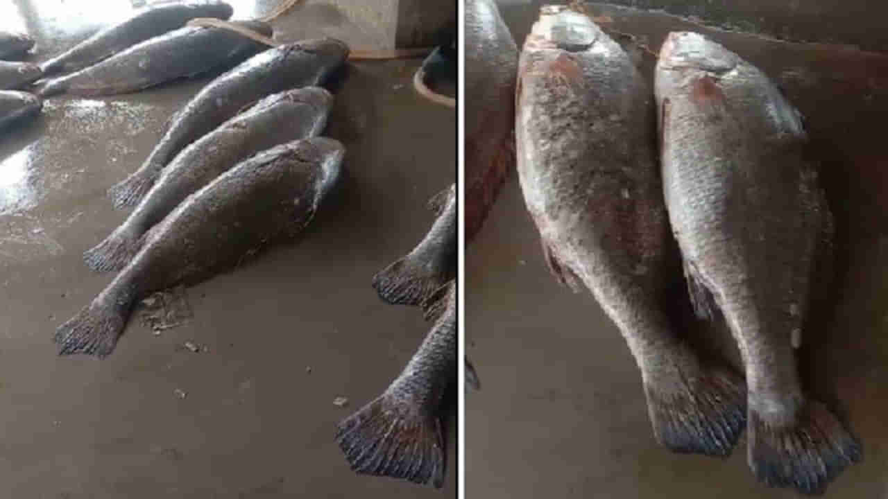 Viral Video: ఒక్క వలకు జాలరి సుడి తిరిగిపోయింది... వలలో ఏం పడ్డాయో తెలుసా..?