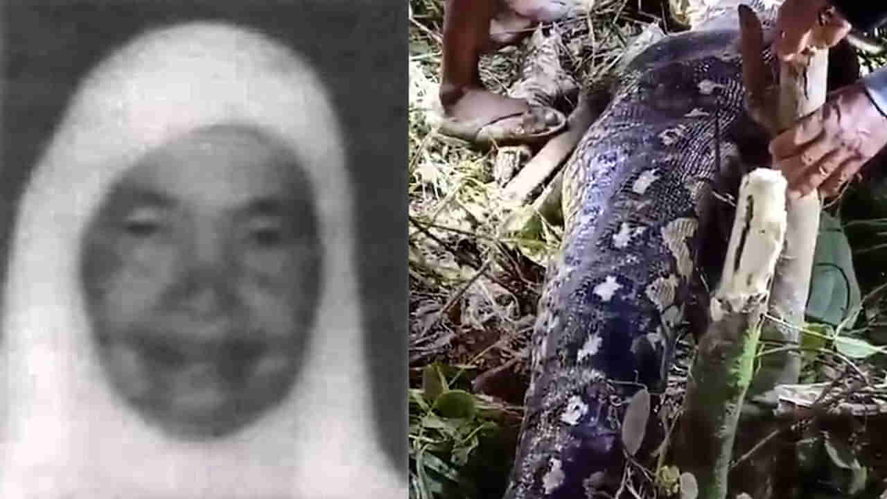 Viral: కట్టెలకు వెళ్లిన మహిళ మిస్సింగ్.. కడుపు ఉబ్బిపోయి కనిపించిన కొండచిలువ.. పొట్ట చీల్చి చూడగా