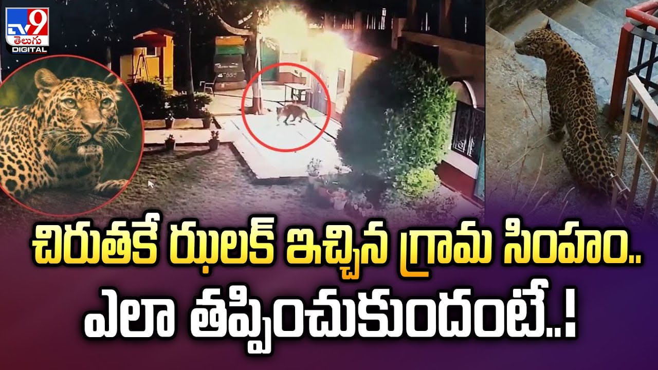 చిరుతకే ఝలక్‌ ఇచ్చిన గ్రామ సింహం..ఎలా తప్పించుకుందంటే వీడియో