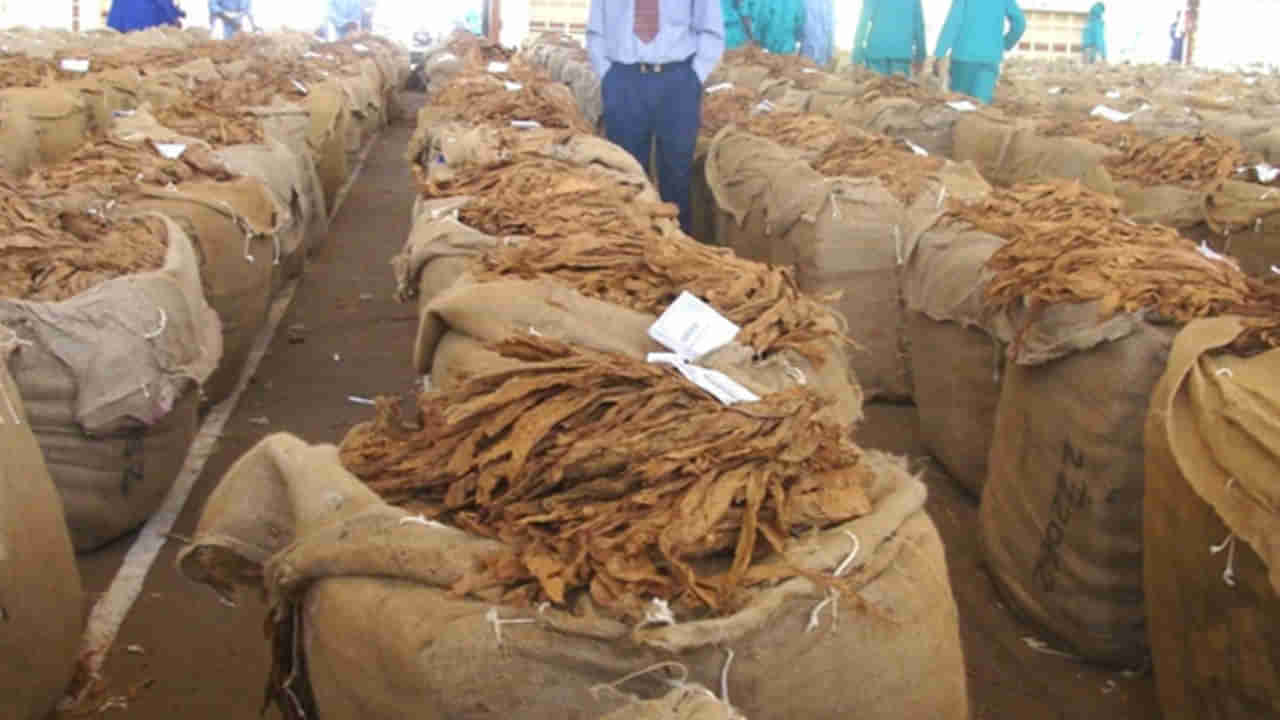 Andhra Pradesh: బ్లాక్‌ బర్లీ రైతులకు వర్రీ.. గిట్టుబాటు ధరలేక ఆందోళన