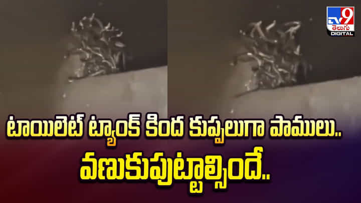 ప్రశాంతంగా టాయిలెట్ సీట్ మీద కూర్చున్నాడు.. ఈ లోపే బస్సుమంటూ పైకిలేచింది ప్రశాంతంగా టాయిలెట్ సీట్ మీద కూర్చున్నాడు.. ఈ లోపే బస్సుమంటూ పైకిలేచింది