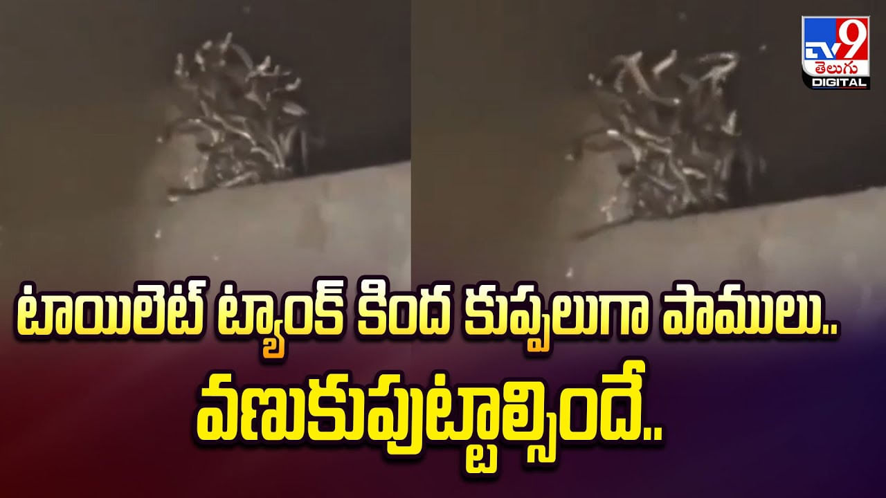 ప్రశాంతంగా టాయిలెట్ సీట్ మీద కూర్చున్నాడు.. ఈ లోపే బస్సుమంటూ పైకిలేచింది