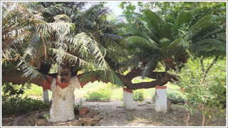 Heart Health: ఈ ఆహారాలు డైట్‎లో యాడ్ చెయ్యండి.. గుండె ఆరోగ్యం పదిలం..