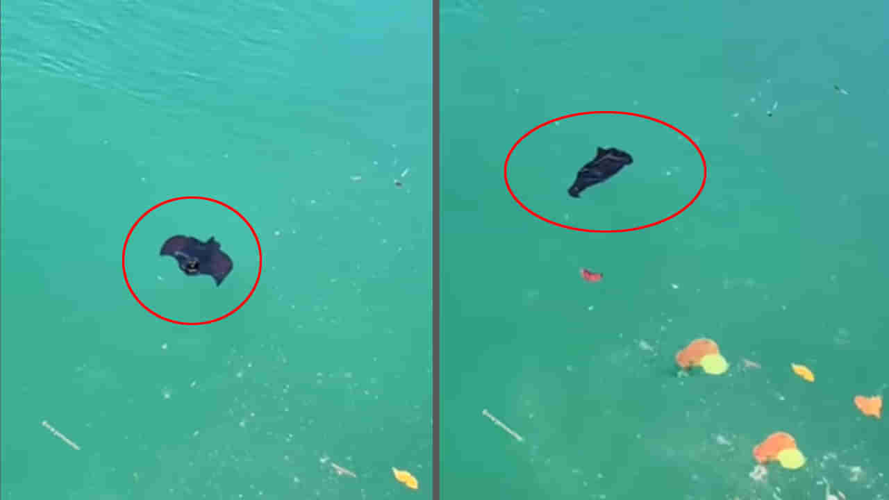 Viral Video: నీటిలో తేలియాడుతూ కనిపించిన నల్లటి ఆకారం.. ఏంటని చూడగా కళ్లు తేలేశారు