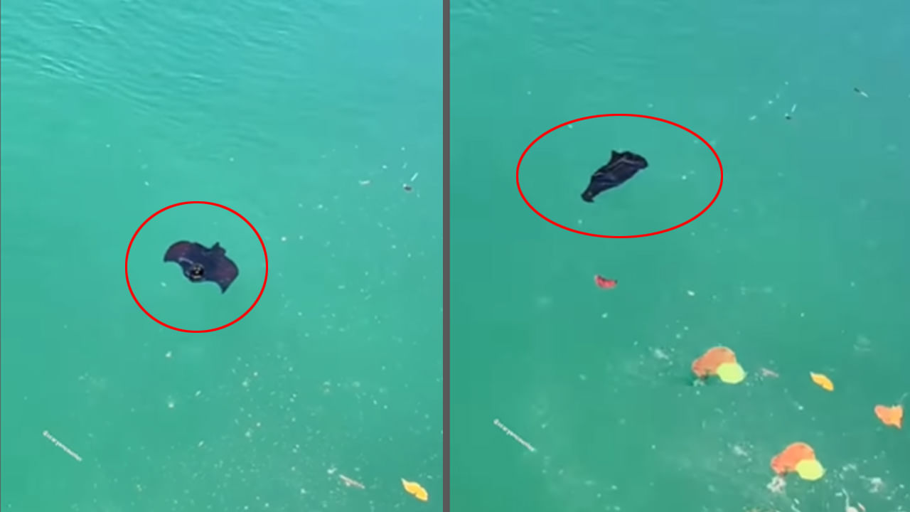 Viral Video: నీటిలో తేలియాడుతూ కనిపించిన నల్లటి ఆకారం.. ఏంటని చూడగా కళ్లు తేలేశారు