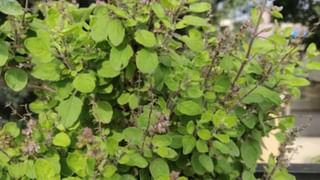 Amavasya Horoscope: అమావాస్యలోనూ శుభ ఫలితాలు.. ఆ రాశులను అదృష్టం తలుపు తట్టే ఛాన్స్..!