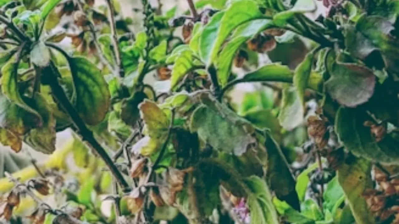 తులసి ఆకుపచ్చ రంగు మసకబారడం ప్రారంభిస్తే లేదా పసుపు రంగులోకి మారడం ప్రారంభిస్తే.. అది కుటుంబంలో కలహాలు లేదా సైద్ధాంతిక విభేదాలకు సంకేతంగా పరిగణించబడుతుంది. ఇది కుటుంబ శాంతికి విఘాతం కలిగిస్తుందని సూచిస్తుంది.