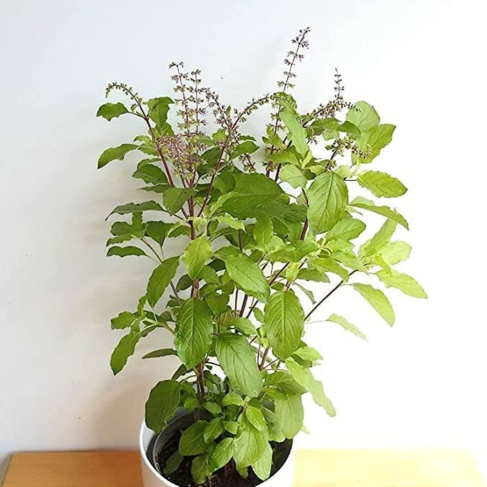 Tulsi Palnt