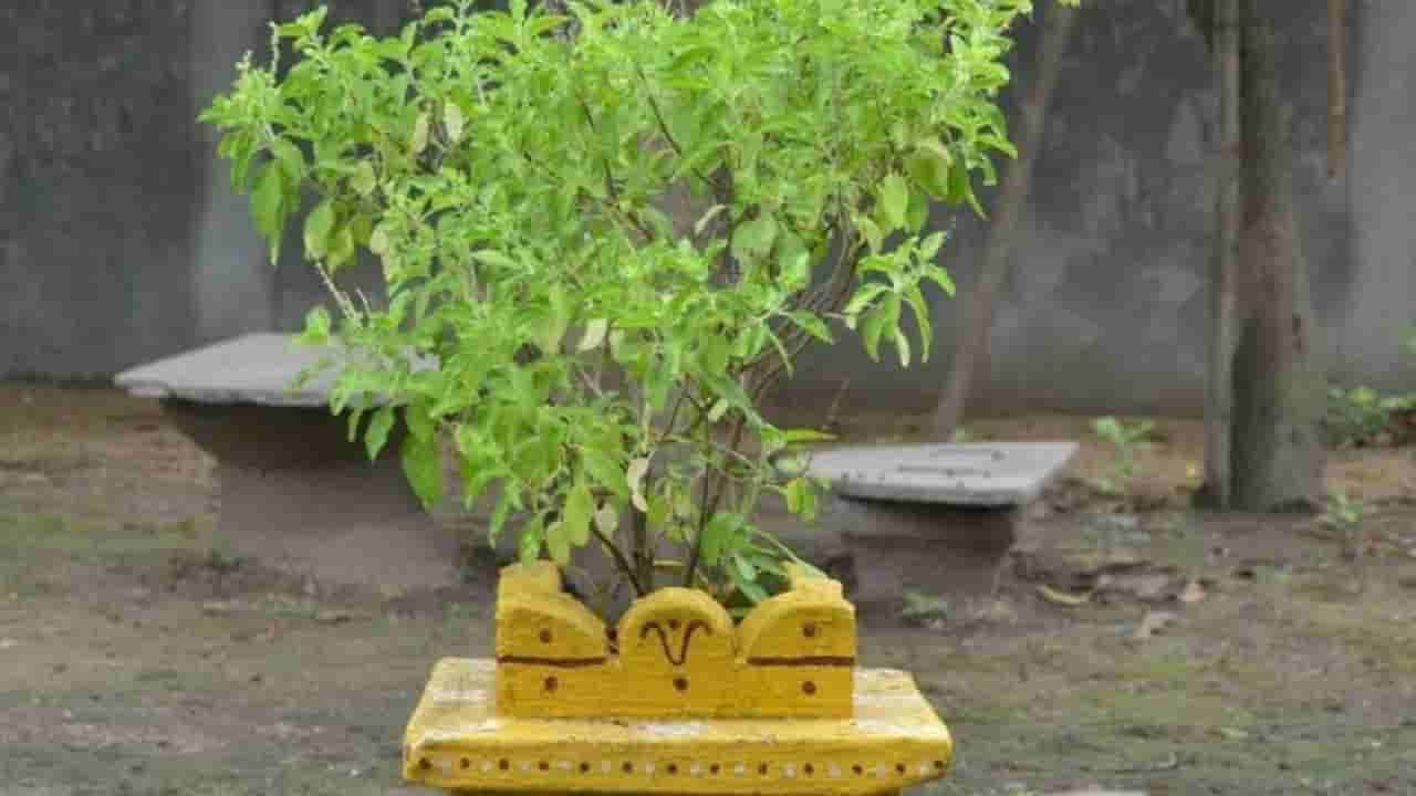 Tulsi Leaves: తులసి ఆకులు నములుతున్నారా..? అయితే ఇది మీకోసమే..!
