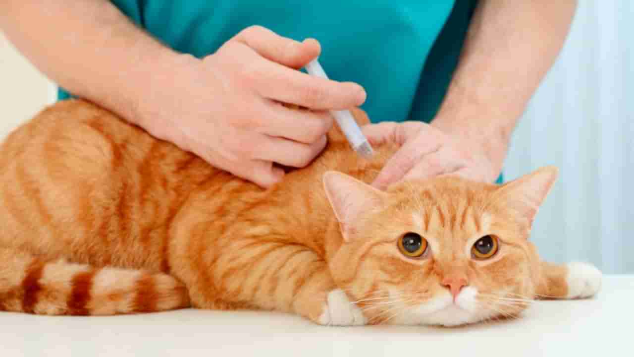 మీ ఇంట్లో పిల్లిని పెంచుతున్నారా..? అయితే ఇది మీకోసమే.. జాగ్రత్త పడలేదో..