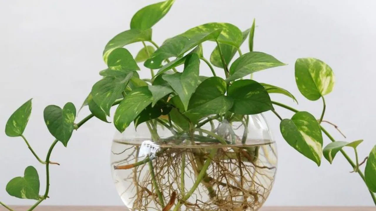 అదృష్ట మొక్కల జాబితాలో మొదటి పేరు మనీ ప్లాంట్ దే వినిపిస్తుంది. వాస్తు శాస్త్రంలో మనీ ప్లాంట్ చాలా పవిత్రమైనదిగా పరిగణించబడుతుంది. ఈ మొక్కని ఇంట్లో ఉంచడం వల్ల సంపద, ఆనందం, శ్రేయస్సు వస్తాయి. ఇంటి ఆగ్నేయ దిశలో మనీ ప్లాంట్ నాటడం శుభప్రదం.