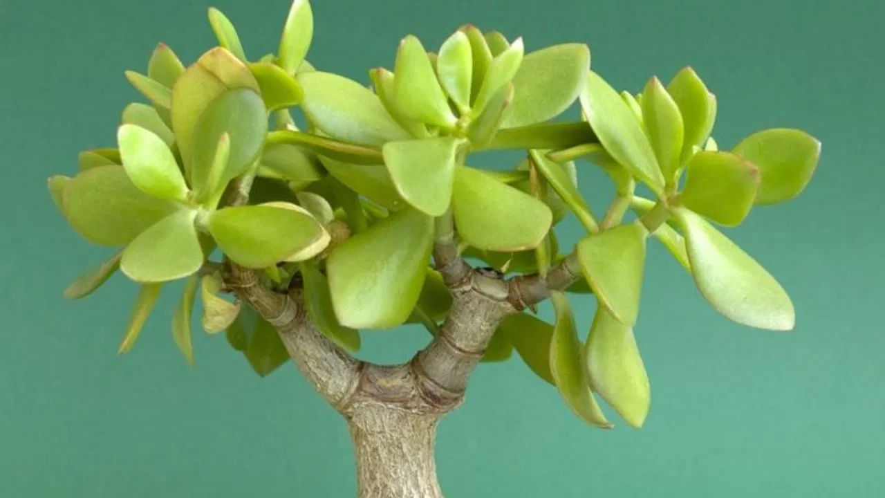 జాడే మొక్కను క్రాసులా ఓవాటా అని లక్కీ ప్లాంట్ అని కూడా పిలుస్తారు. దీనిని డబ్బు చెట్టు అని కూడా పిలుస్తారు. జాడే మొక్క ఇంట్లో సంపదను ఆకర్షిస్తుంది. ఆర్థిక పరిస్థితిని బలపరుస్తుంది. జాడే మొక్కను ఇంటికి ఉత్తరం లేదా తూర్పు దిశలో పెంచుకోవడం శుభప్రదం.