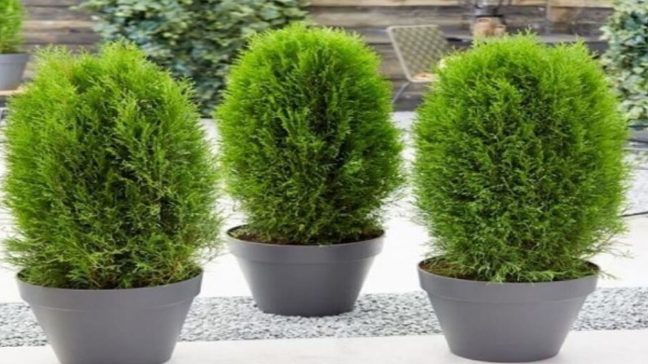 వాస్తు శాస్త్రం ప్రకారం నెమలి మొక్క మనీ ప్లాంట్ కంటే చాలా రెట్లు ఎక్కువ ప్రభావవంతంగా ఉంటుంది. దీని ఆకులు నెమలి ఈకల వలె అందంగా ఉంటాయి. మీరు మీ ఇంట్లో నెమలి మొక్కను నాటితే. ఈ మొక్క మీ అదృష్టాన్ని మార్చగలదు. ఇంటి ఈశాన్య దిశలో నెమలి మొక్కను నాటడం శుభప్రదం.