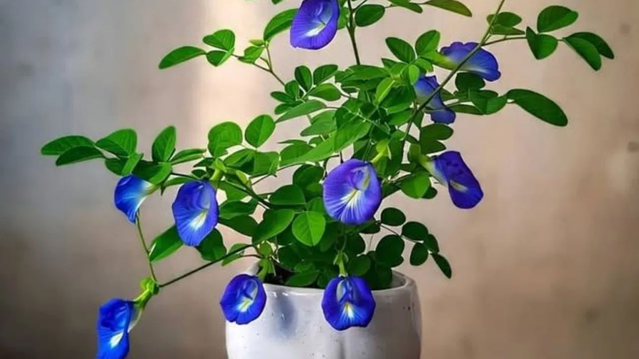 హిందూ మతంలో అపరాజిత మొక్క దీనినే శంఖ పుష్పం మొక్క అని కూడా అంటారు. ఈ మొక్క చాలా పవిత్రమైనదిగా పరిగణించబడుతుంది. ఇంట్లో ఈ మొక్కని పెంచుకోవడం వలన శనీశ్వరుడి ఆశీస్సులు ఇంటిపై ఉంటాయి. శనిశ్వరుడి అనుగ్రహం ఆ ఇంటి సభ్యులపై ఉంటుంది. సంపద ఆ ఇంటిలో నివసించే కుటుంబ సభ్యులపై కురుస్తుంది. అపరాజిత మొక్కను ఇంటికి తూర్పు, ఉత్తరం లేదా ఈశాన్య దిశలో నాటడం శుభప్రదం.