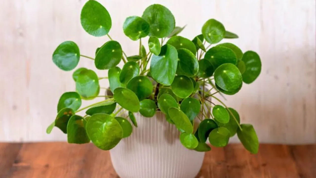 వాస్తు శాస్త్రం లేదా ఫెంగ్ షుయ్ ప్రకారం.. కాయిన్ ప్లాంట్ చాలా అదృష్ట మొక్కగా పరిగణించబడుతుంది. ఈ మొక్క సంపద , శ్రేయస్సుకు చిహ్నంగా పరిగణించబడుతుంది. ఇంట్లో లేదా కార్యాలయంలో కాయిన్ ప్లాంట్ ను పెంచుకోవడం వలన పెరుగుతున్న అప్పుల నుంచి .. ఆర్ధిక ఇబ్బందుల నుంచి బయటపడటానికి సహాయపడుతుంది. ఆర్థిక సమస్యలను కూడా తొలగిస్తుంది.