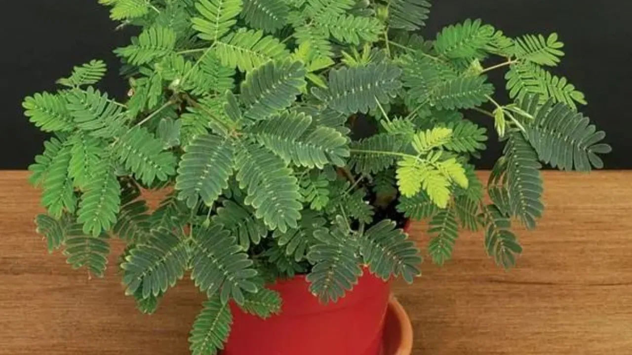 వాస్తు శాస్త్రంలో శమీ మొక్క దీనినే జమ్మి మొక్క అని కూడా అంటారు. ఈ మొక్క చాలా ప్రయోజనకరంగా పరిగణించబడుతుంది. ఇంటి ప్రధాన ద్వారం వద్ద జమ్మి మొక్కను నాటడం శుభప్రదంగా పరిగణించబడుతుంది. హిందూ మతంలో శమీ మొక్క శనీశ్వరుడి ప్రియమైనది. ఇలా మొక్కను పెంచుకోవడం వలన మీ కుటుంబంపై శివుని ఆశీస్సులను కూడా ఉంచుతుంది.